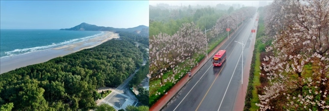 拼版照片：左圖為位于東山縣金鑾灣沿岸的木麻黃防護(hù)林帶（無人機(jī)照片，新華社記者 姜克紅 攝）；右圖為2021年4月20日在蘭考縣焦裕祿干部學(xué)院附近拍攝的泡桐花（無人機(jī)照片，新華社記者 郝源 攝）。
