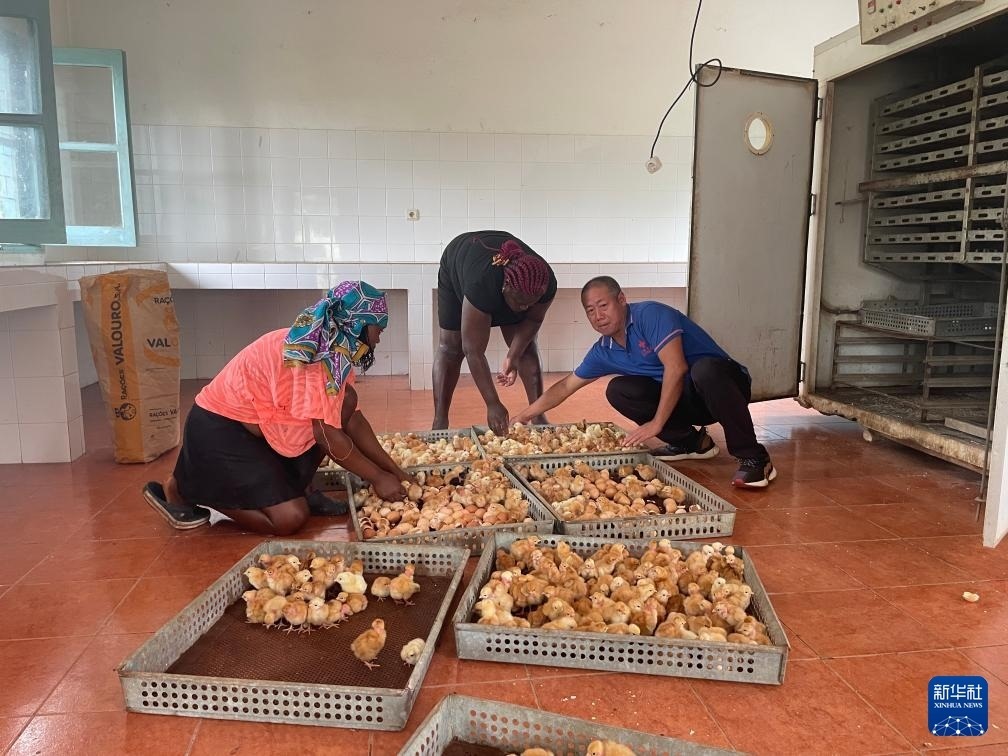 中國援圣普農(nóng)牧業(yè)技術項目組專家在圣多美和普林西比家禽繁育中心指導雛雞人工孵化技術（2024年10月8日攝）。新華社發(fā)（中國援圣普農(nóng)技組供圖）