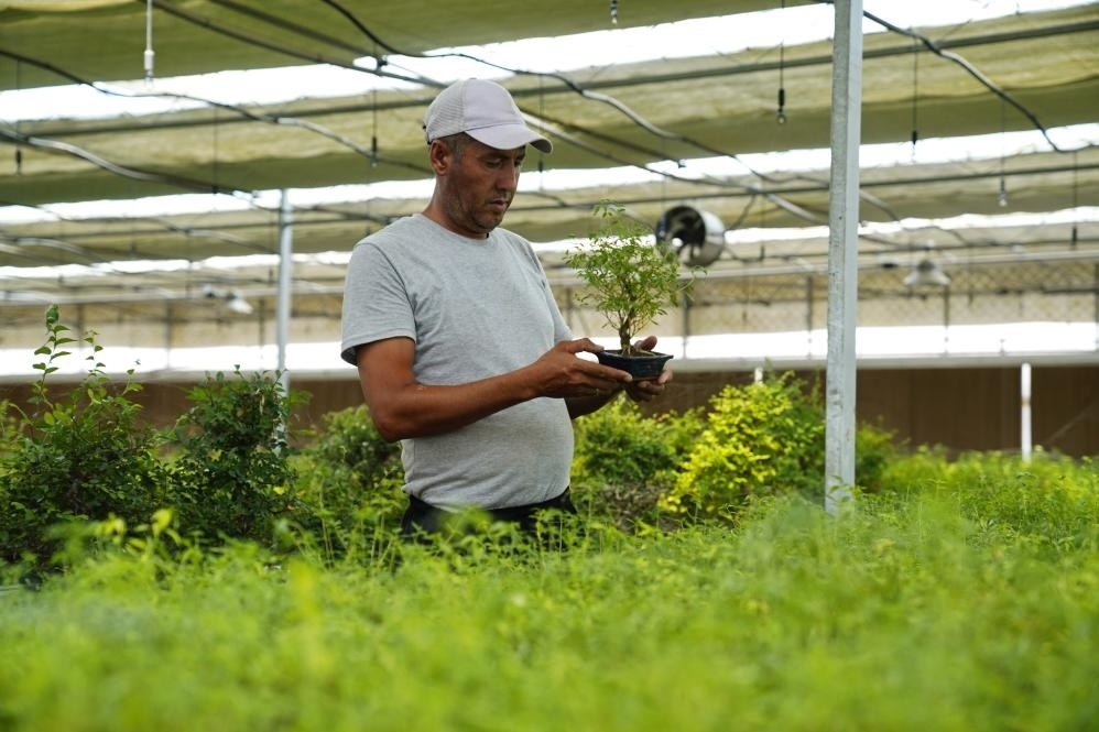 7月28日，在烏茲別克斯坦錫爾河州的上合組織農(nóng)業(yè)基地中烏現(xiàn)代農(nóng)業(yè)科技示范園，工作人員檢查盆栽植物。新華社發(fā)（扎法爾攝）