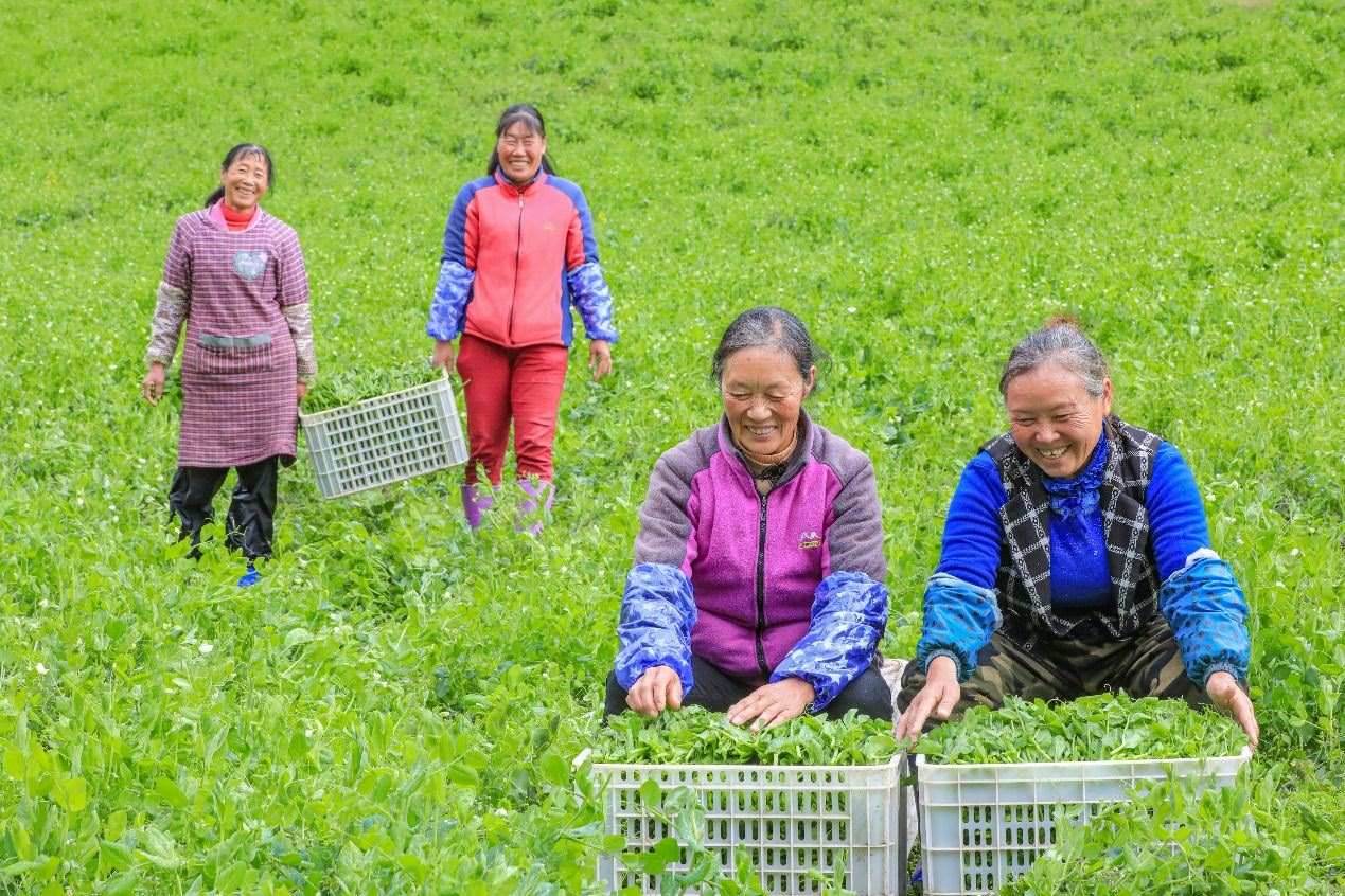 在四川省阿壩藏族羌族自治州馬爾康市馬爾康鎮(zhèn)納足村，當(dāng)季蔬菜喜獲豐收，群眾正在忙著采收、裝箱供應(yīng)市場。來源：人民圖片