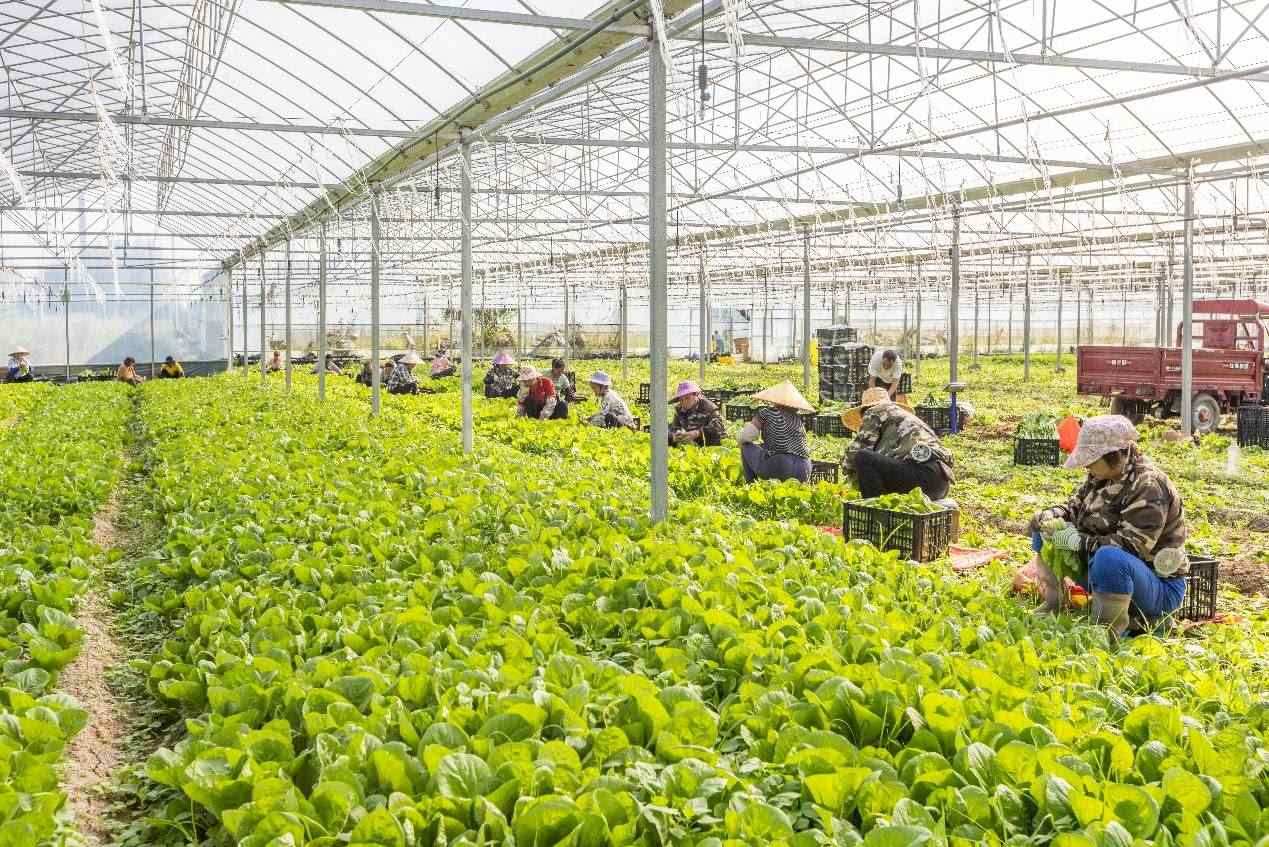 2024年10月8日，在廣西梧州市蒙山縣文圩鎮(zhèn)大明村一個大棚蔬菜基地內(nèi)，民工在采摘、包裝包心菜，準(zhǔn)備運(yùn)銷外地。來源：人民圖片