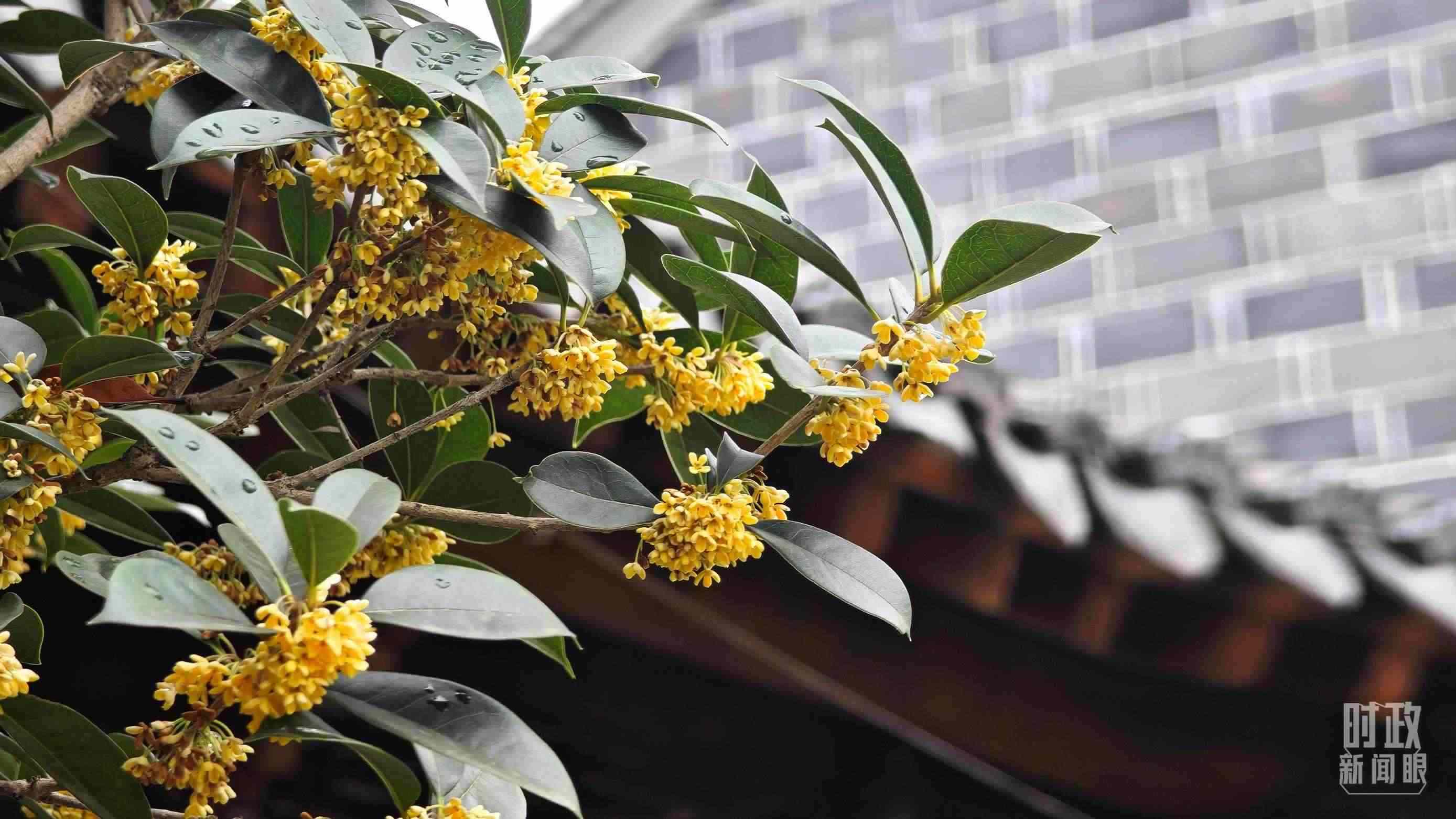 △六尺巷。（總臺(tái)央視記者趙化、彭漢明拍攝）