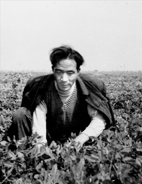 在蘭考期間，焦裕祿在田間勞動的情景。