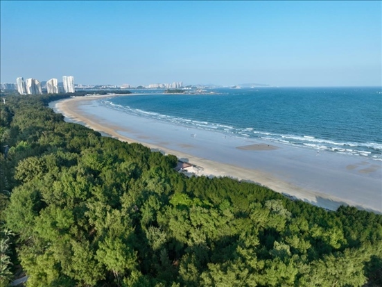 郁郁蔥蔥的東山縣沿海防護林（無人機拍攝）。新華社記者 姜克紅 攝