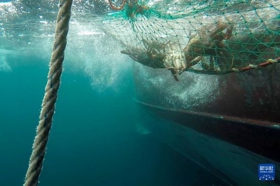 這是俄羅斯蟹業(yè)集團(tuán)的捕撈船進(jìn)行遠(yuǎn)洋捕撈的資料照片。新華社發(fā)（俄羅斯蟹業(yè)集團(tuán)供圖）