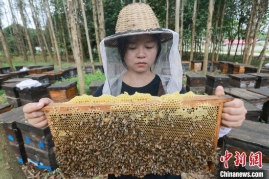 吳素英查看蜂蜜產(chǎn)蜜情況。湯曉逵 攝