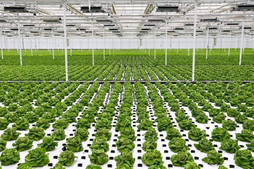 10月26日，楊凌智慧農(nóng)業(yè)示范園智慧溫室內(nèi)通過無土栽培技術(shù)種植的蔬菜。新華社記者 鄒競(jìng)一 攝