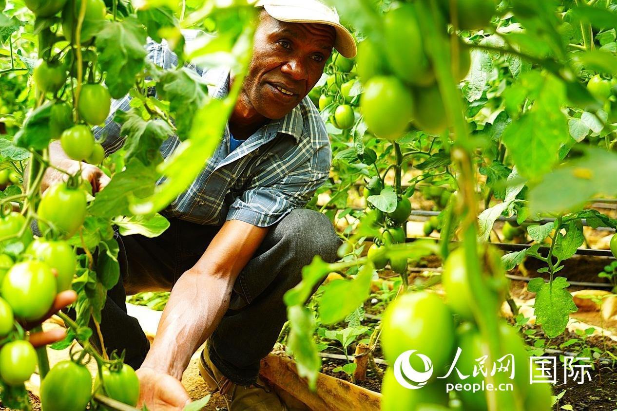 肯尼亞納庫(kù)魯郡，當(dāng)?shù)剞r(nóng)民喬納·卡蘭賈家的溫室大棚里，番茄長(zhǎng)勢(shì)喜人。人民網(wǎng)記者 黃煒鑫攝