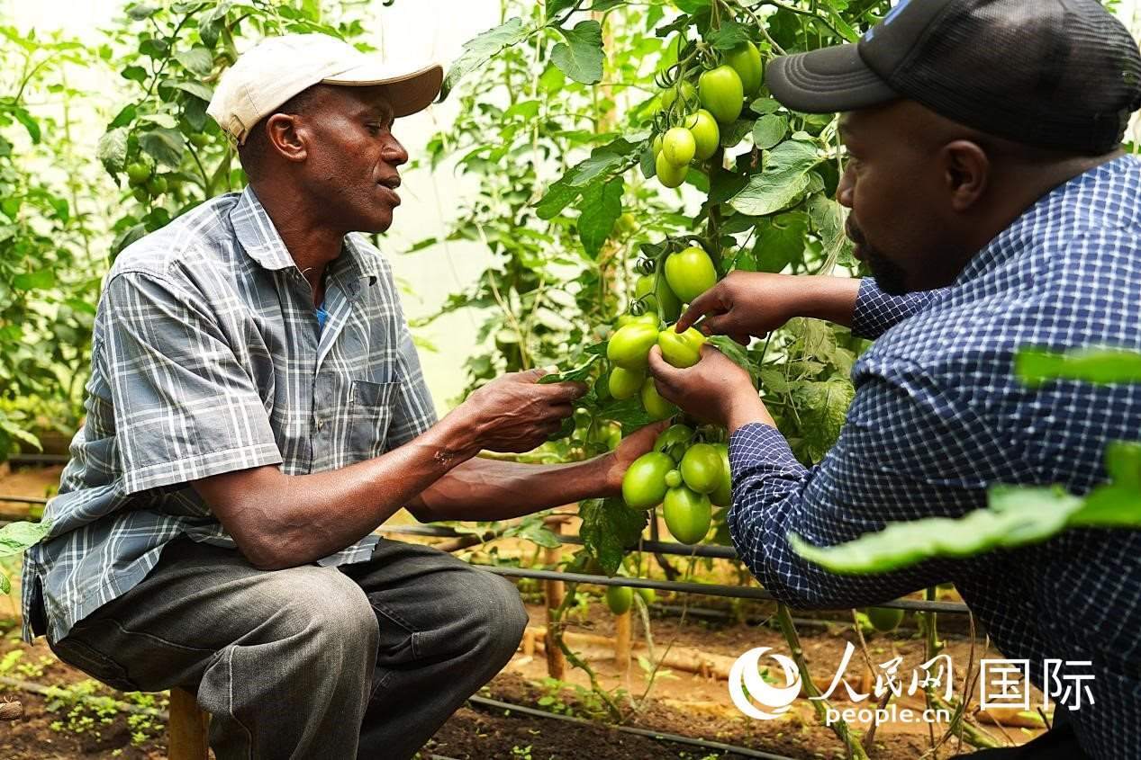 肯尼亞納庫(kù)魯郡，埃格頓大學(xué)園藝學(xué)專家史蒂芬·吉藤古在溫室大棚里指導(dǎo)當(dāng)?shù)剞r(nóng)民喬納·卡蘭賈種植番茄。人民網(wǎng)記者 黃煒鑫攝
