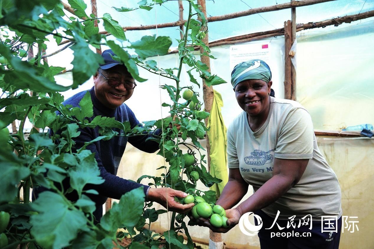 肯尼亞納庫(kù)魯郡，南京農(nóng)業(yè)大學(xué)援非專家劉高瓊和當(dāng)?shù)剞r(nóng)民瑪麗·姆旺吉在溫室大棚里查看番茄種植情況。人民網(wǎng)記者 黃煒鑫攝