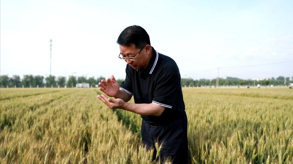 張福鎖在曲周查看小麥長(zhǎng)勢(shì)。受訪者供圖