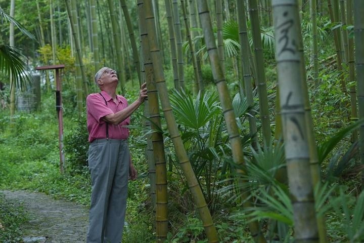 奈斯在莫干山的竹林里散步。