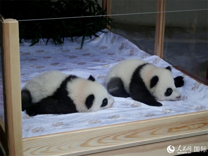 柏林動(dòng)物園的明星“夢(mèng)好”與“夢(mèng)甜”。人民網(wǎng) 肖晶攝