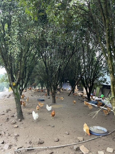 桂花林里的桂飛雞。劉軍國攝