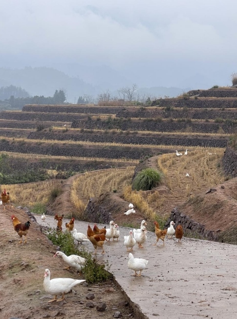 樨鄉(xiāng)記生態(tài)農(nóng)莊一隅。劉軍國攝