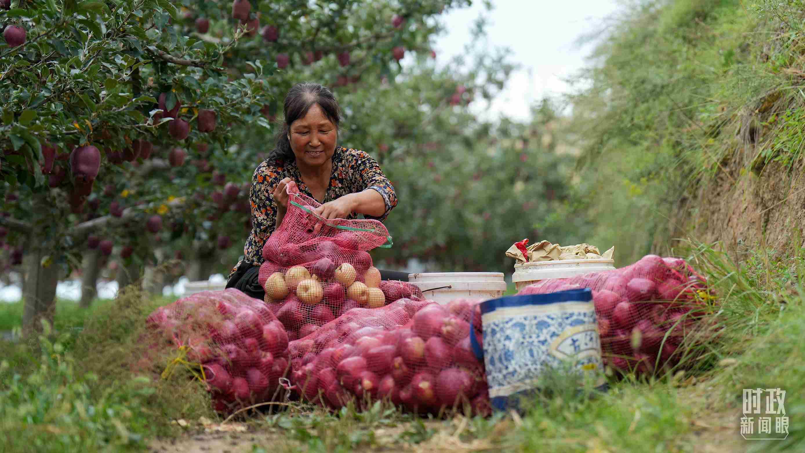△甘肅天水的花牛蘋果已經(jīng)成為當(dāng)?shù)厝罕姷摹吧鷳B(tài)果”“致富果”。（總臺(tái)記者李晉拍攝）