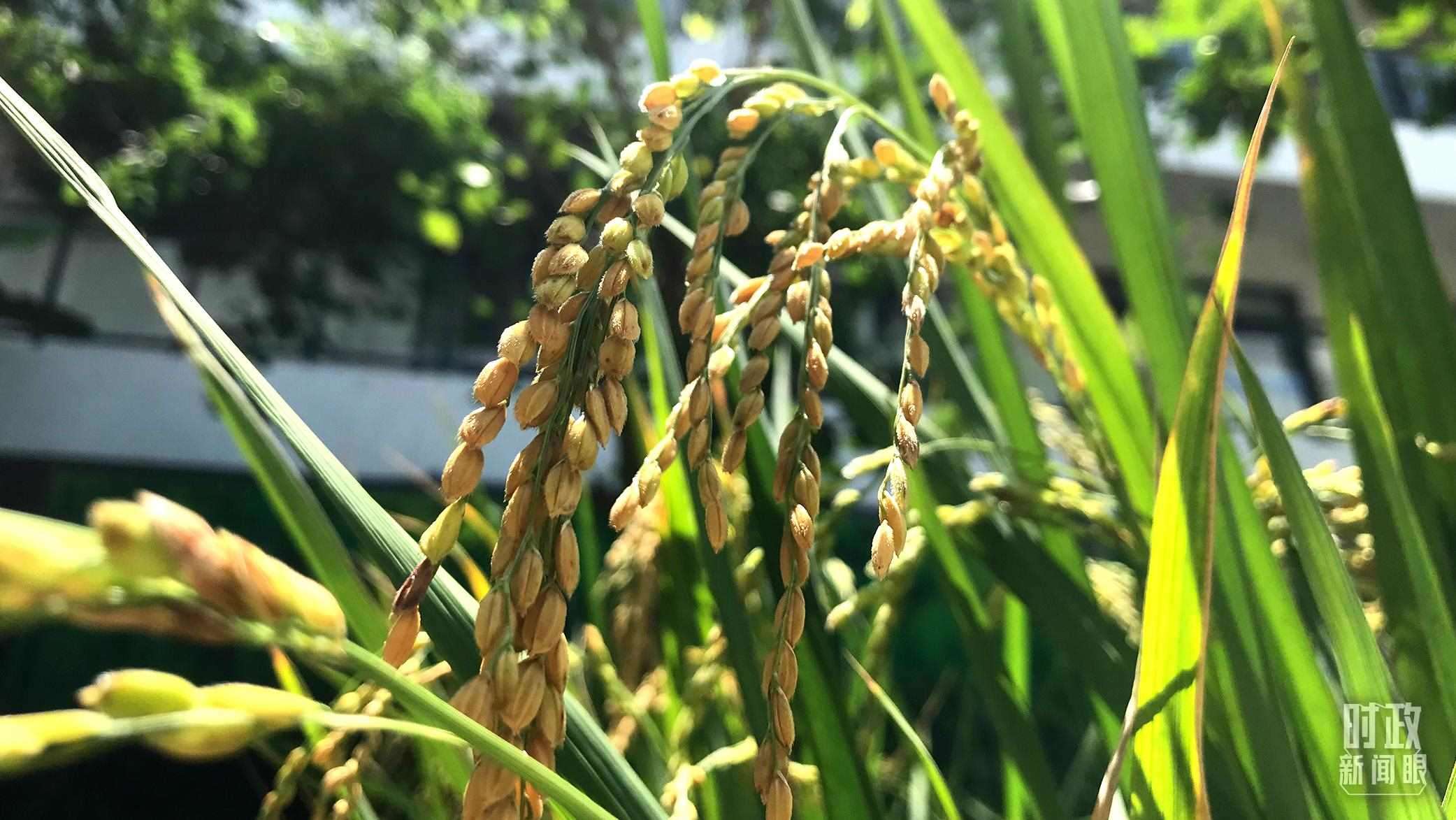 在海南培育的水稻品種。（總臺央視記者石偉明拍攝）