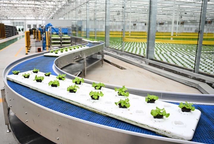 2024年12月12日在內(nèi)蒙古鄂爾多斯市達(dá)拉特旗內(nèi)蒙古現(xiàn)代數(shù)字農(nóng)業(yè)科技產(chǎn)業(yè)園拍攝的生菜苗。 新華社記者 貝赫 攝