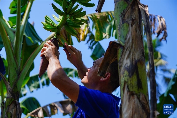 12月23日，中國(guó)熱帶農(nóng)業(yè)科學(xué)院專(zhuān)家趙增賢在斯里蘭卡馬坎杜拉為當(dāng)?shù)剞r(nóng)戶(hù)做技術(shù)示范。新華社記者 陳冬書(shū) 攝