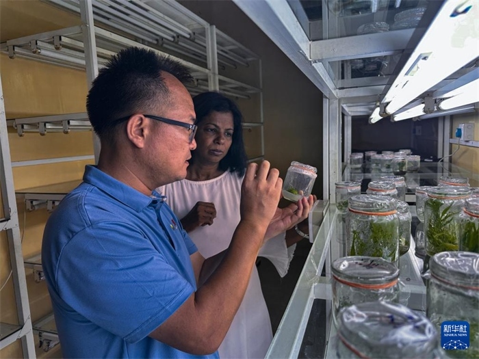 12月23日，在斯里蘭卡馬坎杜拉，中國(guó)專(zhuān)家與斯里蘭卡馬坎杜拉可持續(xù)農(nóng)業(yè)與發(fā)展研究中心主任達(dá)莎妮·賈亞曼納交流。新華社發(fā)（中國(guó)、聯(lián)合國(guó)糧農(nóng)組織與斯里蘭卡南南合作項(xiàng)目專(zhuān)家組供圖）