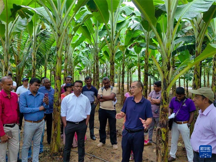 10月10日，在斯里蘭卡霍勒訥的一處香蕉示范基地，中國(guó)、聯(lián)合國(guó)糧農(nóng)組織與斯里蘭卡南南合作項(xiàng)目中國(guó)專(zhuān)家組組長(zhǎng)孫德權(quán)為當(dāng)?shù)剞r(nóng)民進(jìn)行技術(shù)培訓(xùn)。新華社發(fā)（中國(guó)、聯(lián)合國(guó)糧農(nóng)組織與斯里蘭卡南南合作項(xiàng)目專(zhuān)家組供圖）