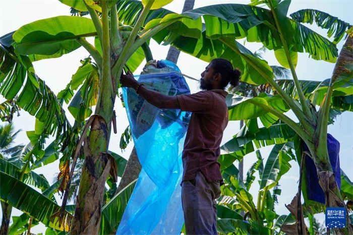12月23日，在斯里蘭卡馬坎杜拉，農(nóng)民在香蕉試驗(yàn)田里學(xué)習(xí)套袋技術(shù)。新華社記者 陳冬書(shū) 攝