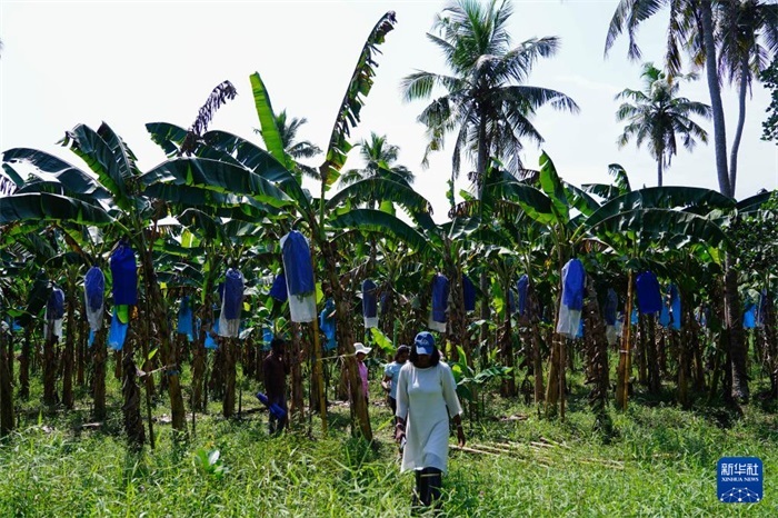 12月23日，在斯里蘭卡馬坎杜拉，農(nóng)民走過(guò)中國(guó)技術(shù)試驗(yàn)田香蕉田。新華社記者 陳冬書(shū) 攝