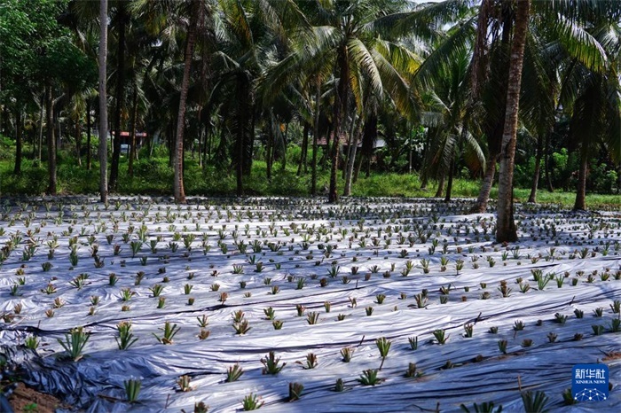 這是12月23日在斯里蘭卡馬坎杜拉拍攝的農(nóng)民里尚·普爾納的菠蘿田。新華社記者 陳冬書(shū) 攝