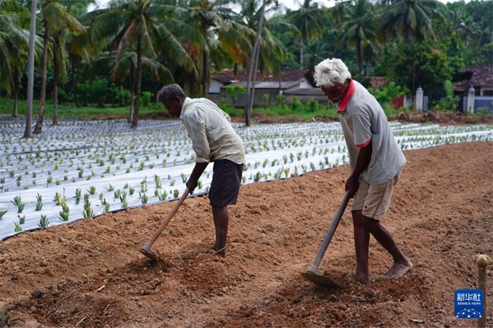 12月23日，斯里蘭卡馬坎杜拉的農(nóng)民在菠蘿田地里勞作。新華社記者 陳冬書(shū) 攝