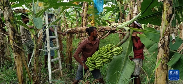 12月28日，在斯里蘭卡馬坎杜拉，當(dāng)?shù)剞r(nóng)民收獲香蕉。新華社發(fā)（中國(guó)、聯(lián)合國(guó)糧農(nóng)組織與斯里蘭卡南南合作項(xiàng)目專(zhuān)家組供圖）