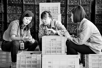 為拓展柿子產(chǎn)業(yè)發(fā)展新途徑，在陜西富平淡村鎮(zhèn)，歸國(guó)留學(xué)生王薇參與創(chuàng)建了一座柿酒酒莊。新華社發(fā)