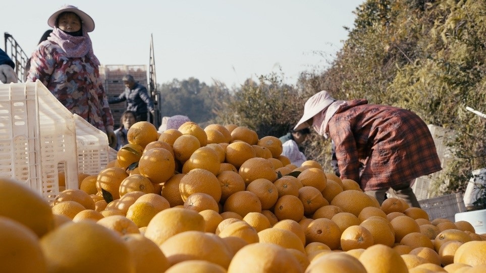 贛南臍橙喜獲豐收。人民網(wǎng)記者 張力洋攝