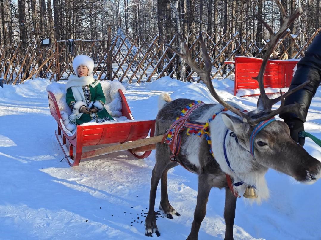 游客體驗(yàn)馴鹿拉雪橇。人民網(wǎng)記者 苗陽攝