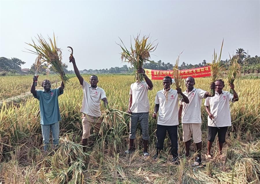 當?shù)卮迕裾故窘衲甑乃痉N植成果。中國援塞農(nóng)業(yè)專家組供圖