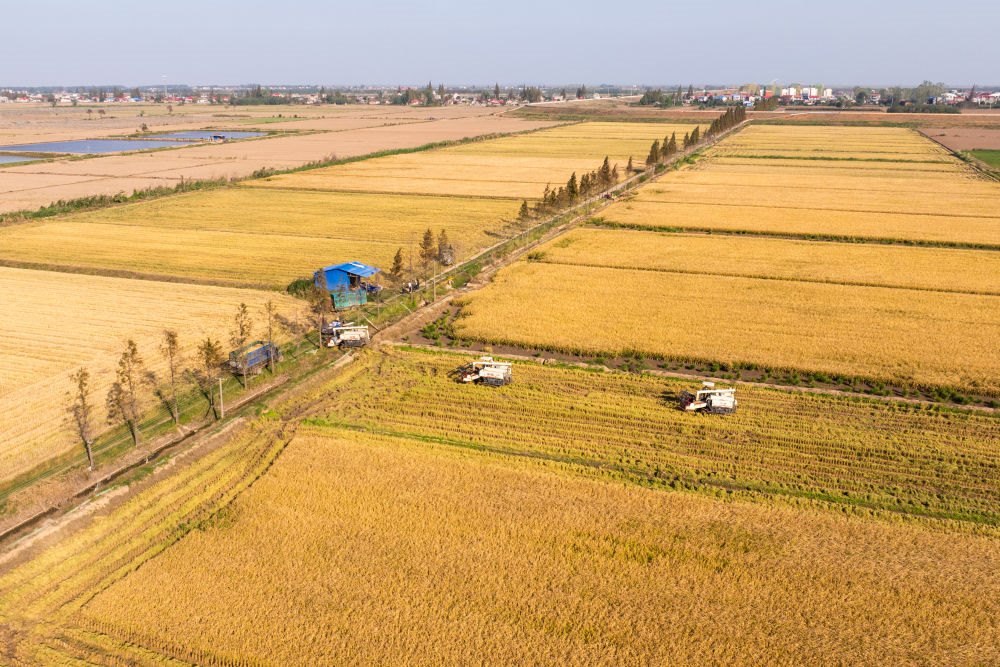 2024年11月1日，在湖南華容縣團(tuán)洲垸，村民駕駛收割機(jī)收獲水稻（無人機(jī)照片）。新華社記者陳思汗 攝