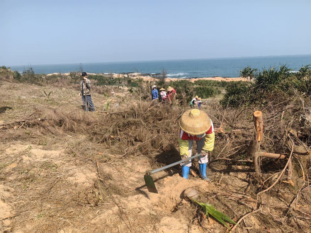 2025年1月19日，在海南文昌市，工人正在修復(fù)海岸防風(fēng)林。新華社記者吳茂輝 攝