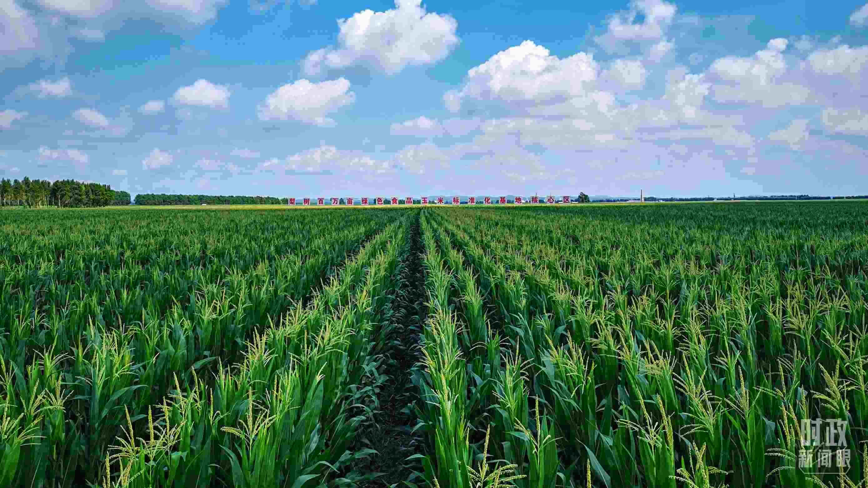 △吉林四平，梨樹(shù)縣地處黃金玉米帶。（總臺(tái)央視記者張曉鵬拍攝）