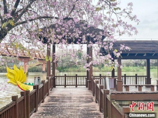 3月7日，廣州海珠國家濕地公園宮粉紫荊花海吸引游人。中新社記者 許青青 攝