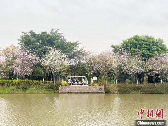 3月7日，廣州海珠國家濕地公園宮粉紫荊花海吸引游人。中新社記者 許青青 攝