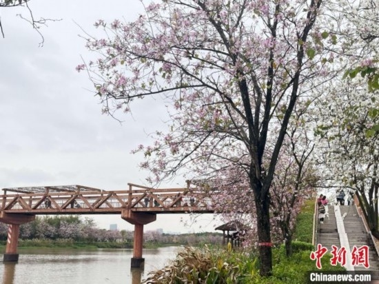 3月7日，廣州海珠國家濕地公園宮粉紫荊花海吸引游人。中新社記者 許青青 攝