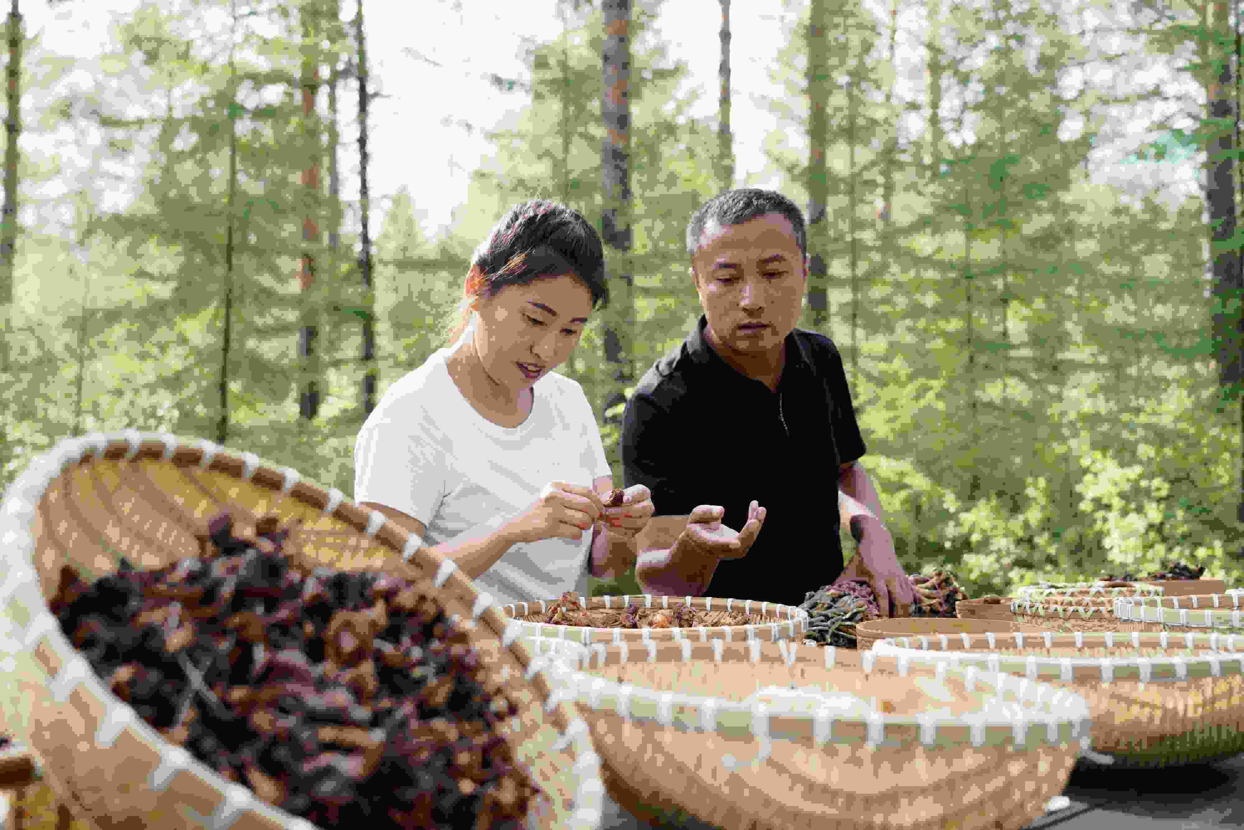 2024年8月6日，黑龍江漠河林場員工正在分揀采集來的林下產(chǎn)品。