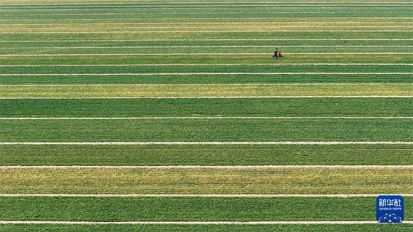 3月14日，在菏澤市鄆城縣潘渡鎮(zhèn)，農(nóng)民在麥田里施肥（無(wú)人機(jī)照片）。