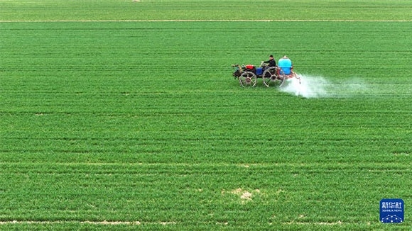 3月14日，在菏澤市鄆城縣郭屯鎮(zhèn)，農(nóng)民在麥田里噴灑除草劑（無(wú)人機(jī)照片）。