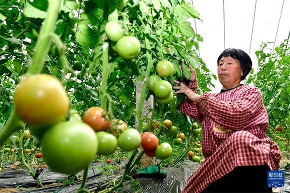 3月13日，在菏澤市鄆城縣張營(yíng)街道，農(nóng)民在設(shè)施大棚里打理西紅柿。