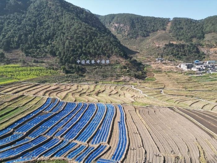 △近日，四川涼山一現(xiàn)代農(nóng)業(yè)園春耕育秧搶農(nóng)時(shí)。