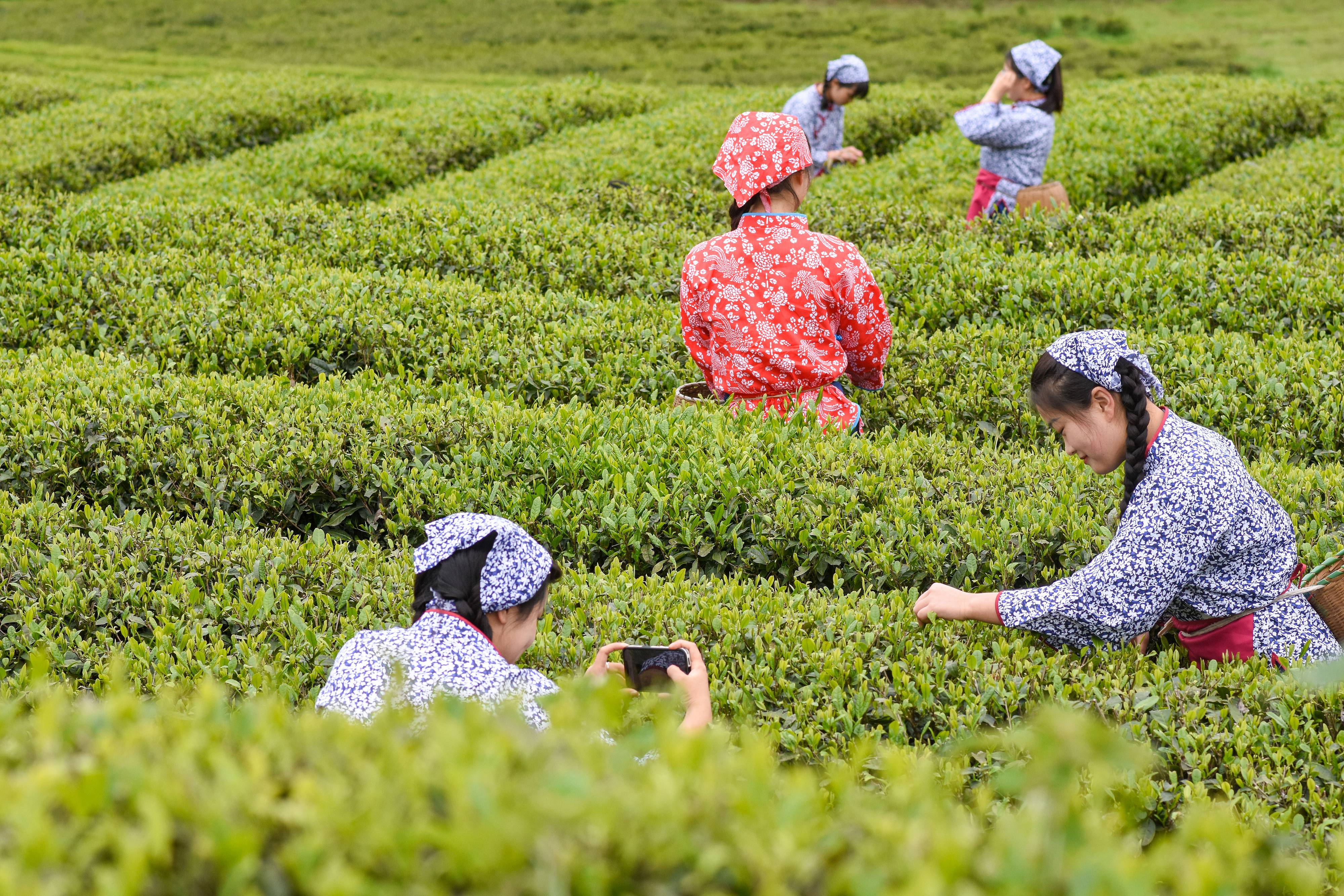 2023年4月6日，游客在貴州省銅仁市江口縣怒溪鎮(zhèn)駱象村生態(tài)茶園體驗采茶樂趣。