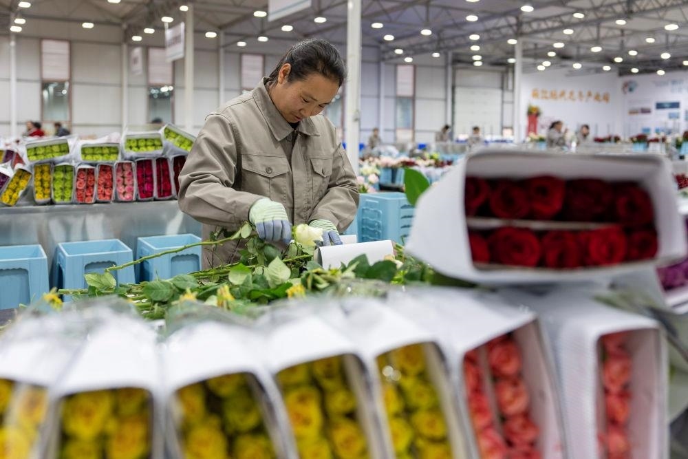 △近日，工作人員在云南麗江現(xiàn)代花卉產(chǎn)業(yè)園包裝鮮花。