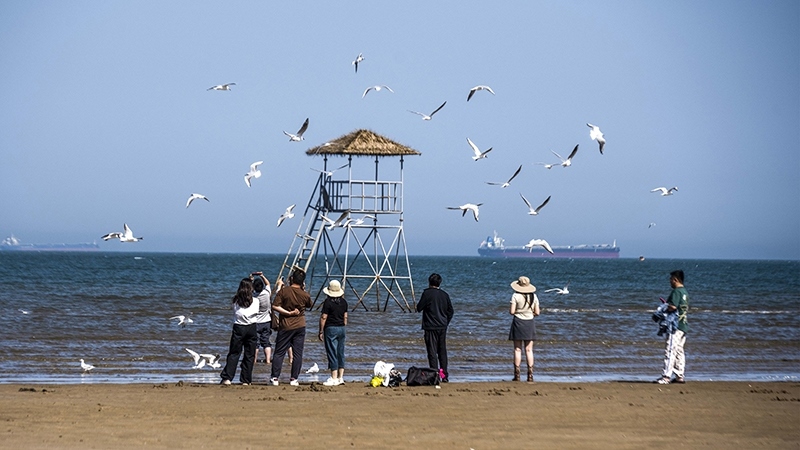 2024年5月12日，河北秦皇島，北戴河鴿子窩公園成群海鷗在天空中自由翱翔，與大海、藍天構(gòu)成了一幅美麗的畫卷。