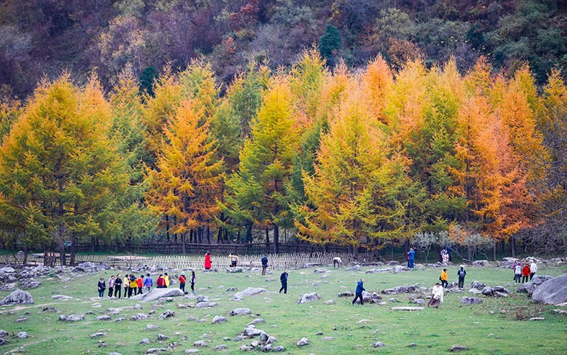 2023年10月27日，深秋時節(jié)的陜西秦嶺太子嶺五彩斑斕，進入最佳觀賞期。