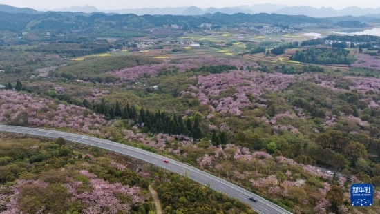 清鎮(zhèn)市紅楓湖鎮(zhèn)右二村旁的道路與花海相映（4月5日攝，無人機(jī)照片）。